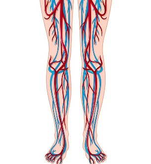 A vénák és artériák elhelyezkedése a lábakban