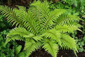 borogatás a varikózis kezelésére